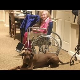 Rhodesian Ridgeback All Grown Up from Abbey Rhode Rhodesian Ridgebacks