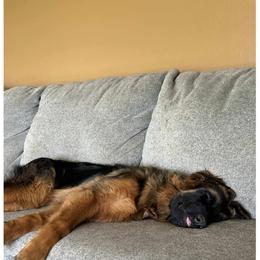 German Shepherd All Grown Up from Mächtiger Barkerheim German Shepherds