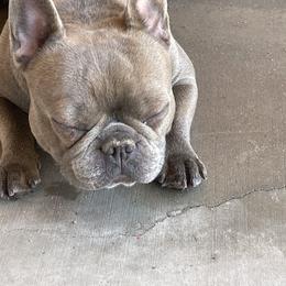 Dogue de Bordeaux and French Bulldog All Grown Up from Kindly kain