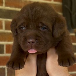 Boy 5 - Chocolate male Labrador Retriever puppy in Camden, Tennessee from Pure Heaven Labs
