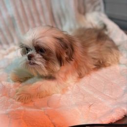 Toby - Lilac male Shih Tzu puppy in Elgin, South Carolina from Silver Bells Paw Prints