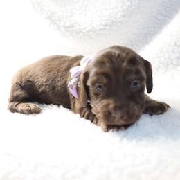 Petunia - Chocolate female Dachshund puppy in Sonora, Kentucky from Maple Hill Miniature Dachshunds