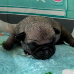 Scooby - Fawn male Pug puppy in Hanover, Virginia from Pure Pugs