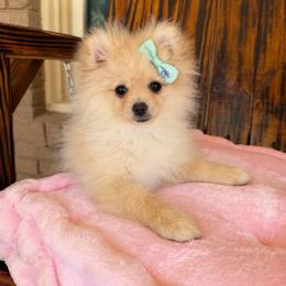 Lía - Cream female Pomeranian puppy in Kennedale, Texas from Puppiesnat