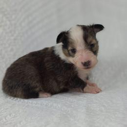 G-2 - Sable and white female Shetland Sheepdog puppy in Citra, Florida from Southpaw Herders LLC