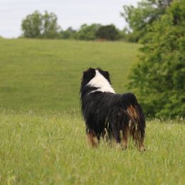 Australian Shepherd All Grown Up from Starbound Aussies