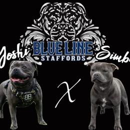 Staffordshire Bull Terrier puppies from Blueline Staffords
