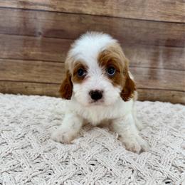 Nutmeg - Blenheim female Cavapoo puppy in Beresford, South Dakota from DAKOTA DOOD RANCH