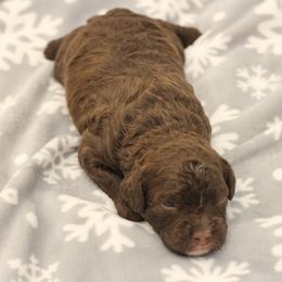 Boy 1 - Brown Bernedoodle puppy in Sheridan, Wyoming from Big Horn Bernedoodles