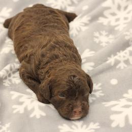 Boy 1 - Brown Bernedoodle puppy in Sheridan, Wyoming from Big Horn Bernedoodles
