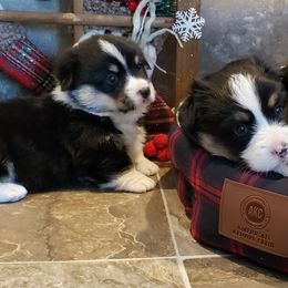 Pembroke Welsh Corgi Puppies from The Clever Corgi