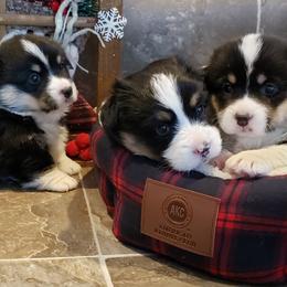 Pembroke Welsh Corgi Puppies from The Clever Corgi