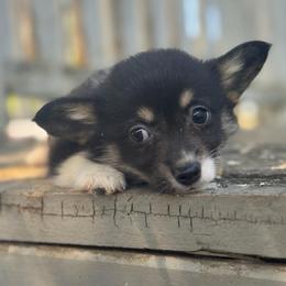Snooki - Black and tan female American Corgi puppy in East Oakdale, California from Rhettro Kennels