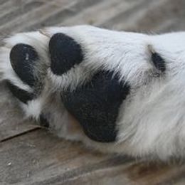 Golden Retriever Puppies from Smokey Mountain English Goldens