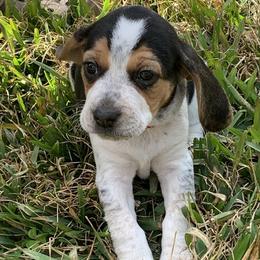Beagle Puppies from Southern Skye Farm