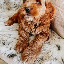 Goldendoodle Puppies from Goldendoodle Country