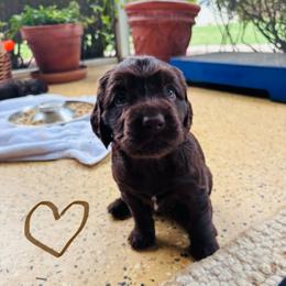 Light brown - Liver male Boykin Spaniel puppy in Dublin, Georgia from Ashcraft's Boykin Spaniels