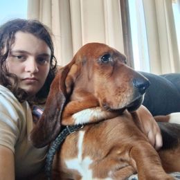 Boomer - Basset Hound