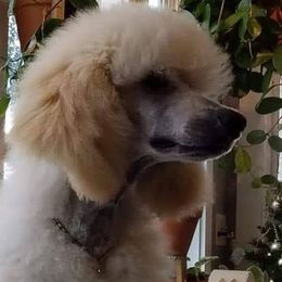 Poodles from Mickie Naszcyniec