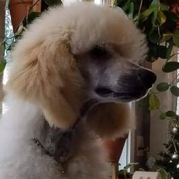 Poodles from Mickie Naszcyniec