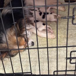 Papillon Puppies from Danny Christopher
