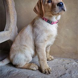 Labrador Retriever Puppies from Cold Creek Farms