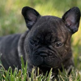 Bryce - Brindle female French Bulldog puppy in Riverside, California from Nancy Smith Woodcrest Frenchies
