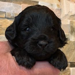 Australian Labradoodle Puppies from Aspen Grove Labradoodles