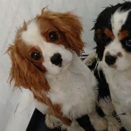 Blayne - Blenheim male Cavalier King Charles Spaniel puppy in Chattanooga, Tennessee from Oodles of Cuties!