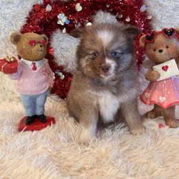 Titus - Chocolate male Pomsky puppy in Bucyrus, Missouri from Hill Top Pomskies