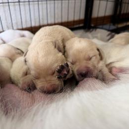Cupid - Yellow male Labrador Retriever puppy in Sweet Home, Oregon from Knotty Creek Labradors