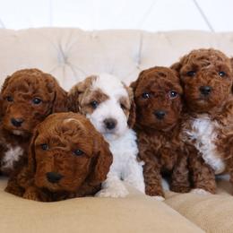 Goldendoodle puppies from Skyridge Doodles