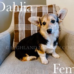 Dahlia - Black and tan female Pembroke Welsh Corgi puppy in Lebanon, Oregon from Highland Meadow Corgis