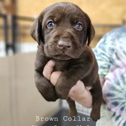 Brown Collar - Chocolate male Labrador Retriever puppy in Boyd, Minnesota from Lindley Labradors