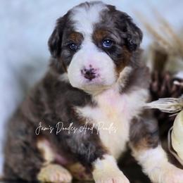 River - Blue merle male Bernedoodle puppy in Cleveland, Georgia from Jam's Doodles And Poodles