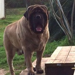 Mastiff All Grown Up from Rosehill Mastiffs
