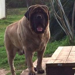 Mastiff All Grown Up from Rosehill Mastiffs