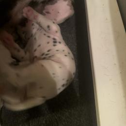 Boy 4 - White and black male Dalmatian puppy in Williamsburg, Ohio from Dewey’s Dals