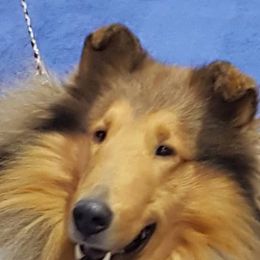 Collies from Decor's Collies