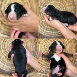 Adele - Tri-color female Bernedoodle puppy in Yuciapa, California from AlltheDoodlez_