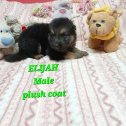 Elijah Green Collar - Black and red male German Shepherd puppy in Bedias, Texas from TiPi S Ranch's German Shepherds