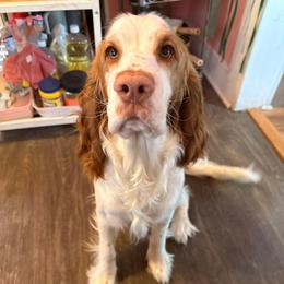 Percy - English Springer Spaniel