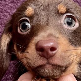 Dachshunds from Nutterton Farm