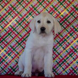 Dark Blue Collar - Yellow male Labrador Retriever puppy in Ridgecrest, California from Black Mountain Service Dogs