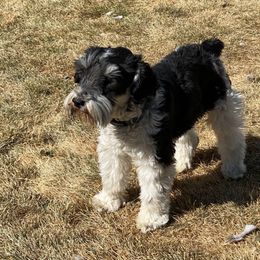 Simon - Miniature Schnauzer
