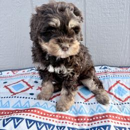 Boy 2 - male Newfypoo puppy in Bloomfield, Iowa from Schooley Doodles