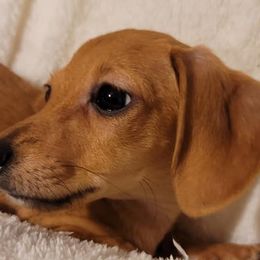 Chihuahuas and Dachshunds from CKH Critters