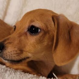 Chihuahuas and Dachshunds from CKH Critters