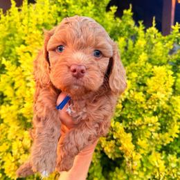 Phillip - Golden male Cockapoo puppy in Millville, California from Hope Lane Kennels