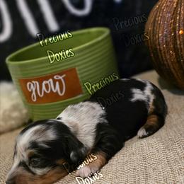 Dachshund Puppies from Precious Doxies
